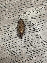 Chalcophora georgiana