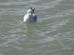 Chroicocephalus ridibundus