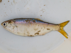 Cetengraulis edentulus