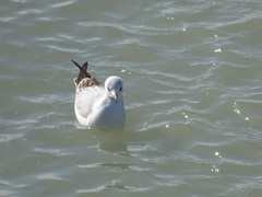 Chroicocephalus ridibundus