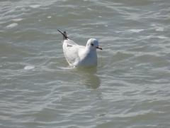 Chroicocephalus ridibundus