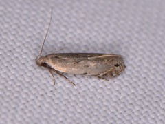 Battaristis concinnusella