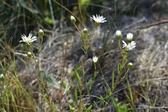 Solidago ptarmicoides