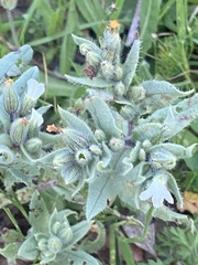 Buglossoides arvensis