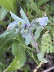 Buglossoides arvensis