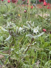 Buglossoides arvensis