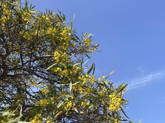 Acacia retinodes