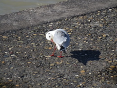 Chroicocephalus ridibundus