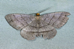 Melanolophia intervallata