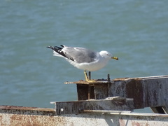 Larus michahellis