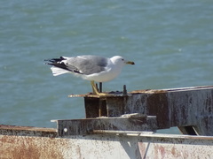 Larus michahellis