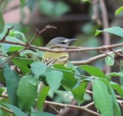 Poecilotriccus sylvia
