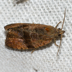 Evora hemidesma