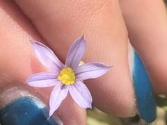 Sisyrinchium mucronatum