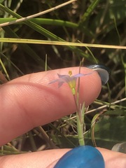 Sisyrinchium mucronatum