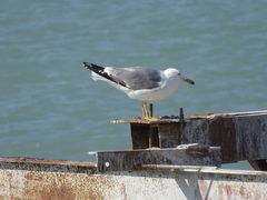 Larus michahellis