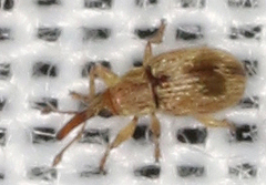 Apioninae