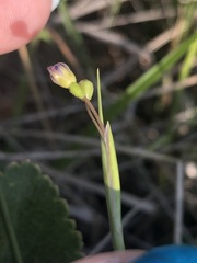 Sisyrinchium mucronatum