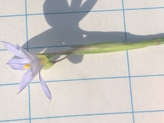 Sisyrinchium mucronatum