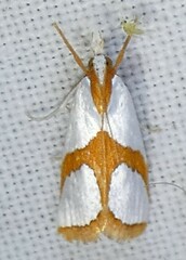 Vaxi auratellus