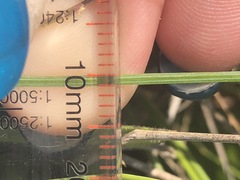 Sisyrinchium mucronatum