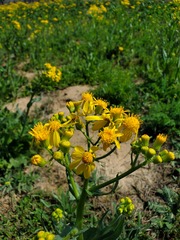 Senecio ampullaceus