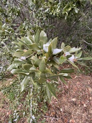 Quercus chrysolepis