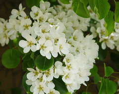 Pyrus communis pyraster