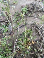 Planodes virginicum