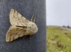 Lycia florentina