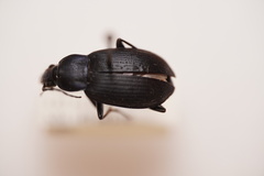 Chlaenius orbus