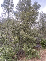 Quercus chrysolepis