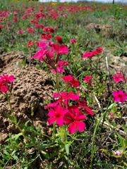 Phlox drummondii