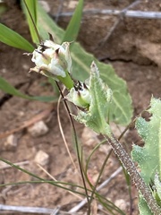 Reichardia tingitana