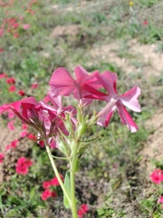 Phlox drummondii