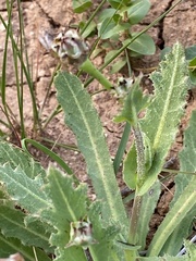Reichardia tingitana