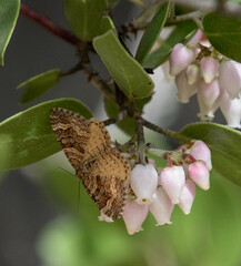 Epirrhoe plebeculata