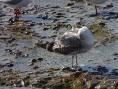 Larus michahellis