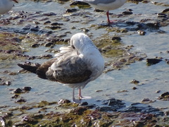 Larus michahellis