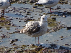 Larus michahellis