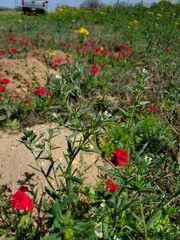 Buglossoides arvensis