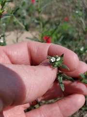 Buglossoides arvensis
