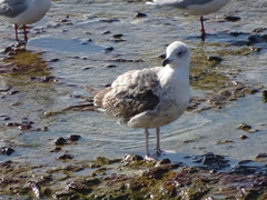 Larus michahellis