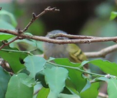 Poecilotriccus sylvia