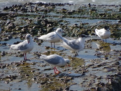 Chroicocephalus ridibundus