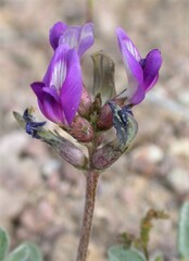 Astragalus amphioxys musimonum