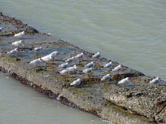 Chroicocephalus ridibundus