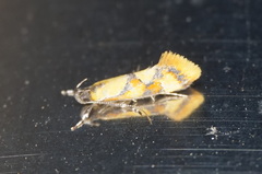 Epicallima icterinella