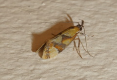 Epicallima icterinella