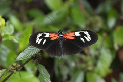 Heliconius erato